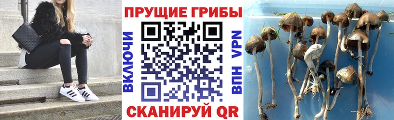 Псилоцибиновые грибы Psilocybine cubensis  Купить где  Верхнеуральск 